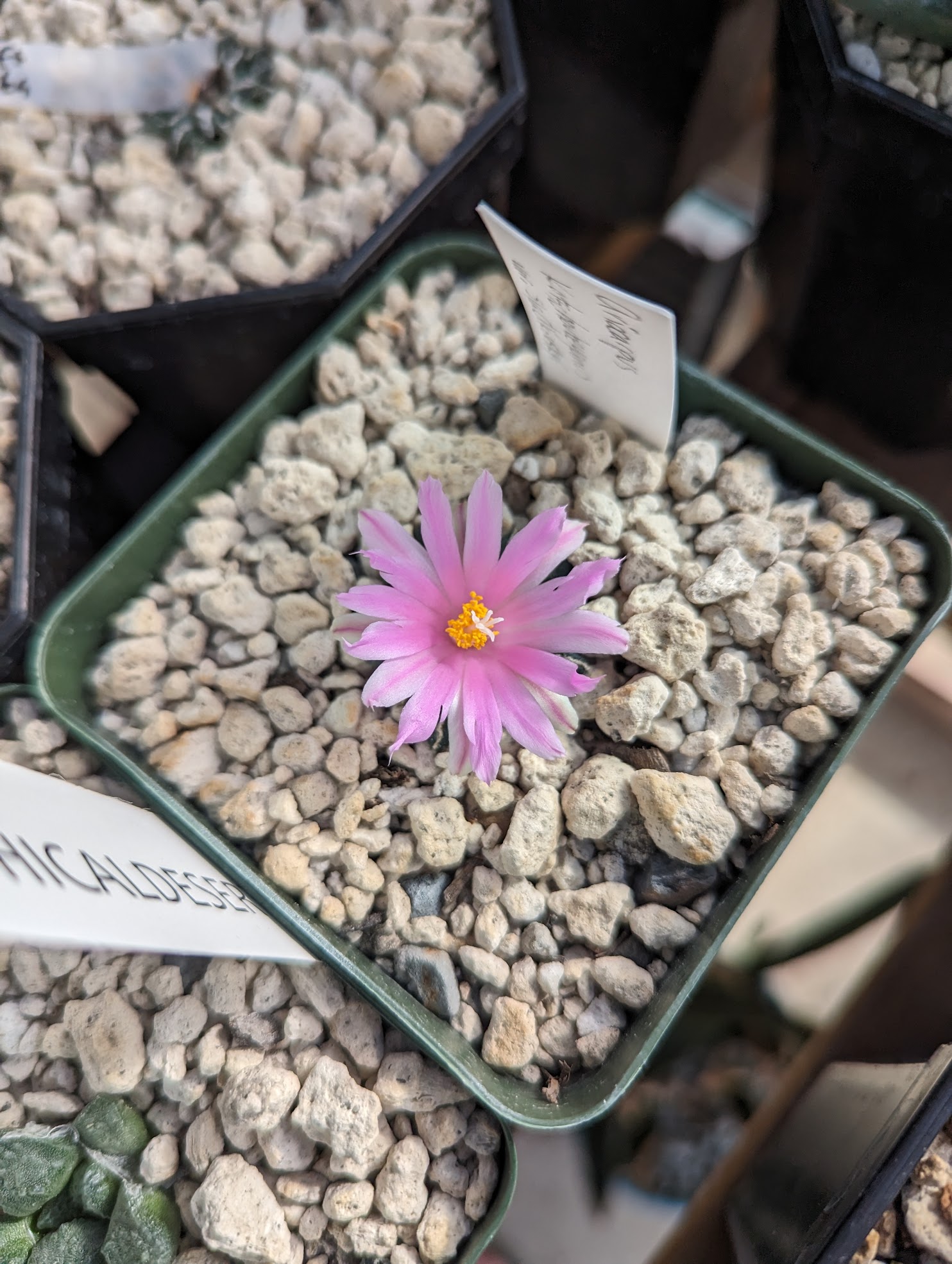ario kotsch slad 11 28 23 ariocarpus kotschoubeyanus sladvoskyi