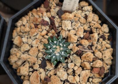 ariocarpus kotschoubeyanus sladkovskyi