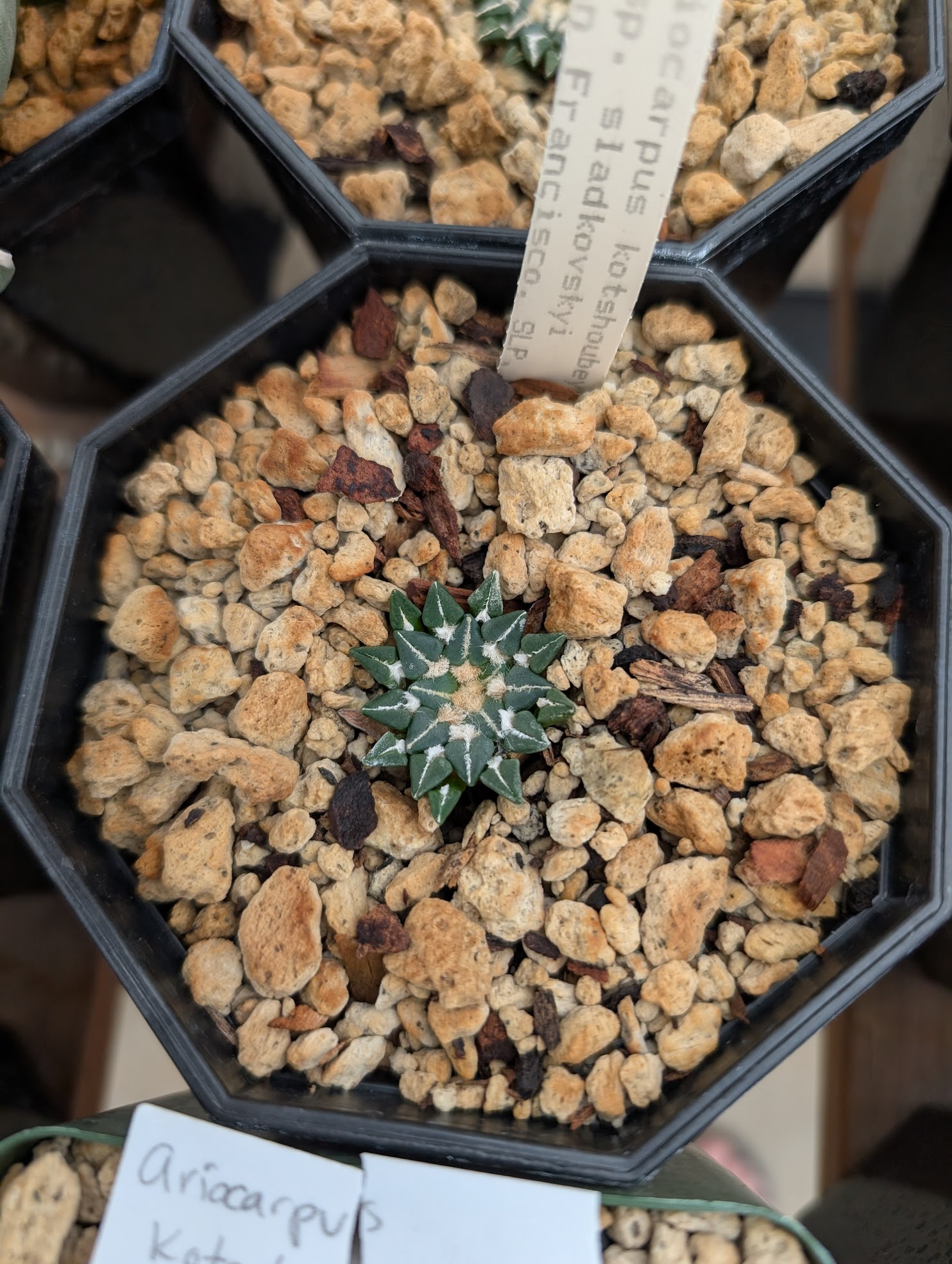 ario kotsch slad 2 10 13 24 ariocarpus kotschoubeyanus sladkovskyi