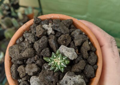 ariocarpus kotschoubeyanus sladkovskyi