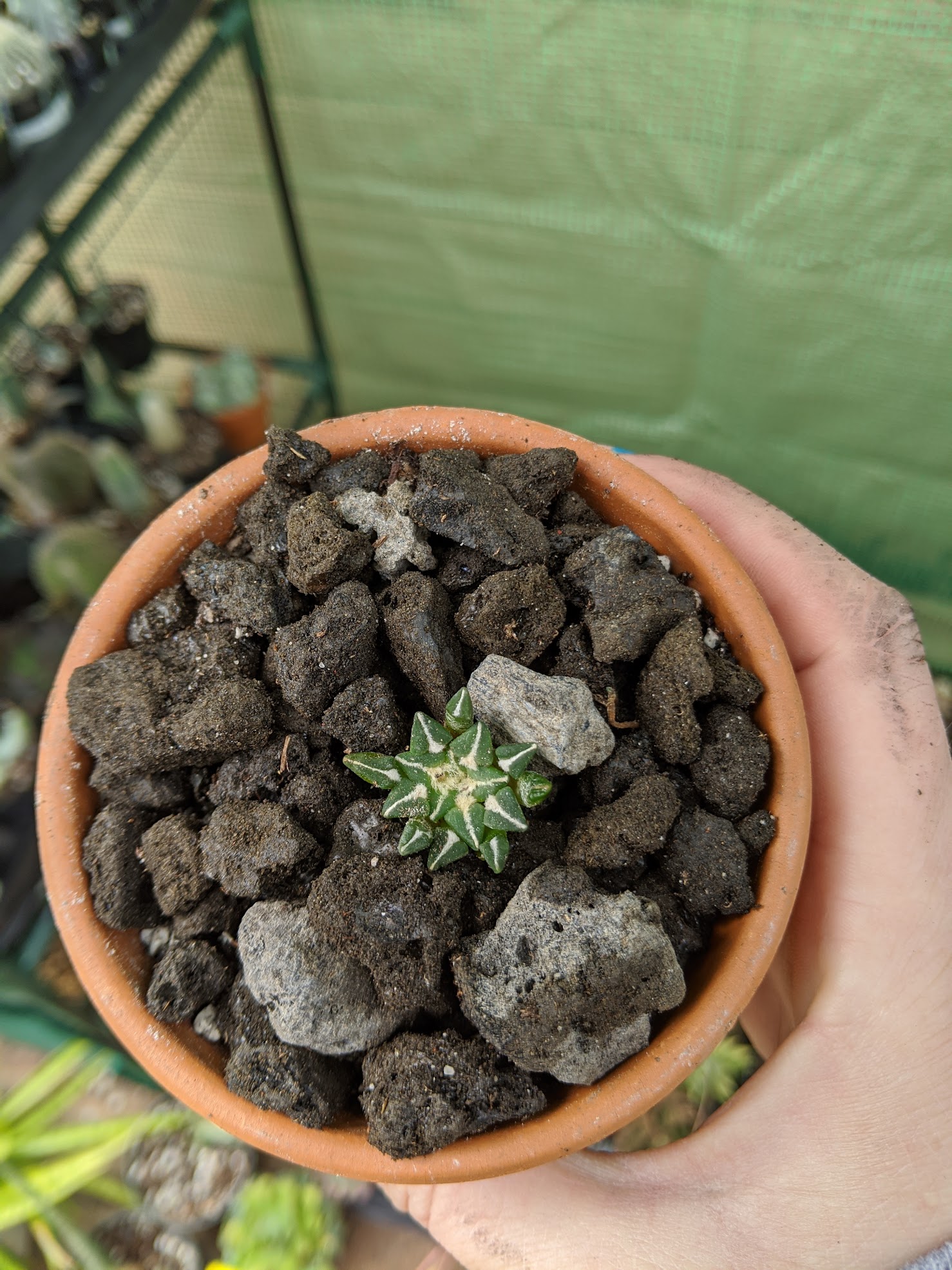 ario kotsch slad 3 21 20 ariocarpus kotschoubeyanus sladkovskyi