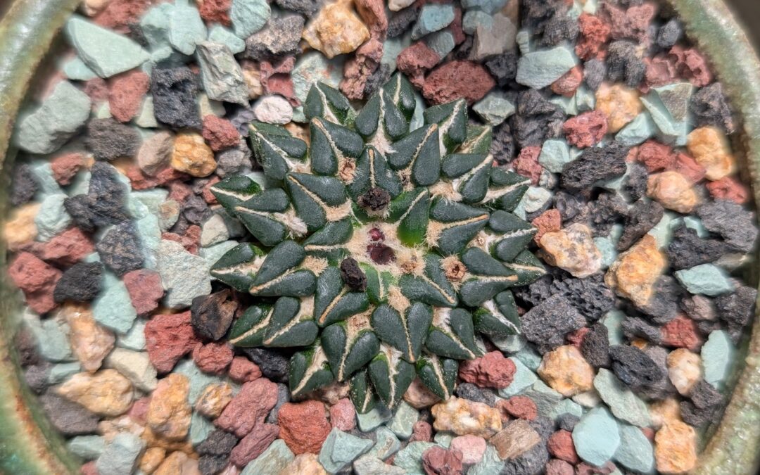 Ariocarpus kotschoubeyanus – Slow Growing, But Rewarding