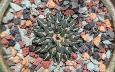 Ariocarpus kotschoubeyanus – Slow Growing, But Rewarding