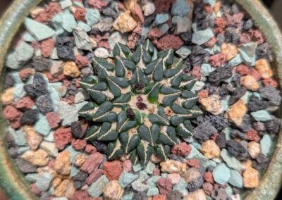 ariocarpus kotschoubeyanus sladkovskyi