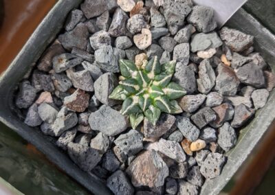 ariocarpus kotschubeyanus sladkovskyi