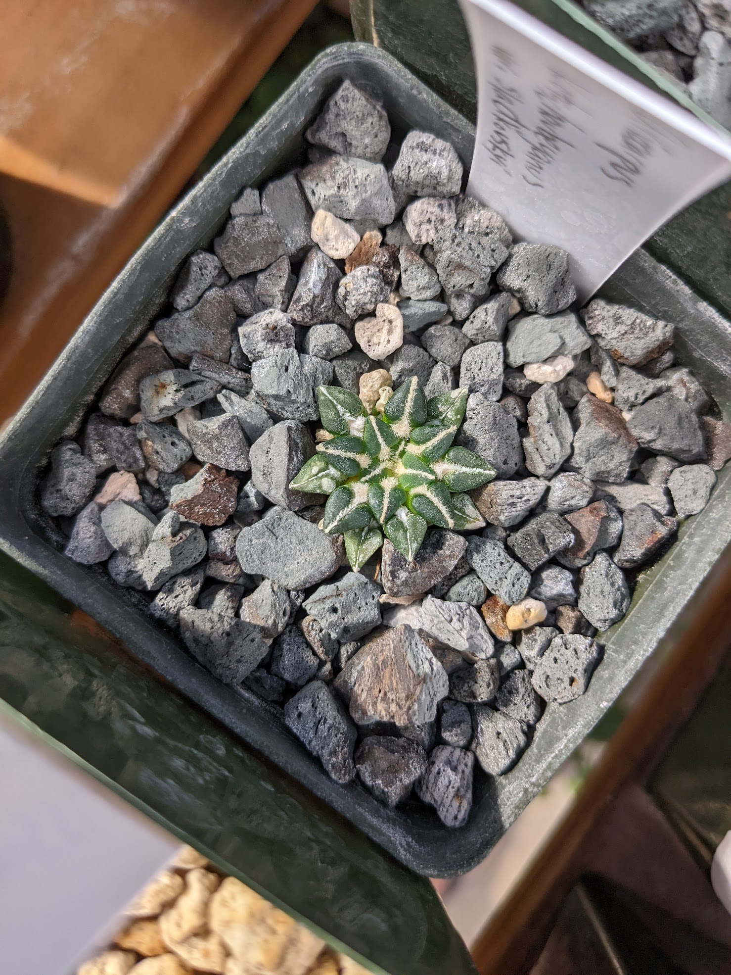 ario kotsch slad 7 4 22 ariocarpus kotschubeyanus sladkovskyi