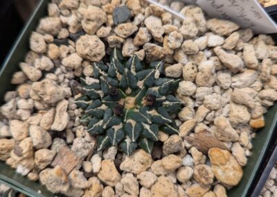 ariocarpus kotschoubeyanus sladkovski