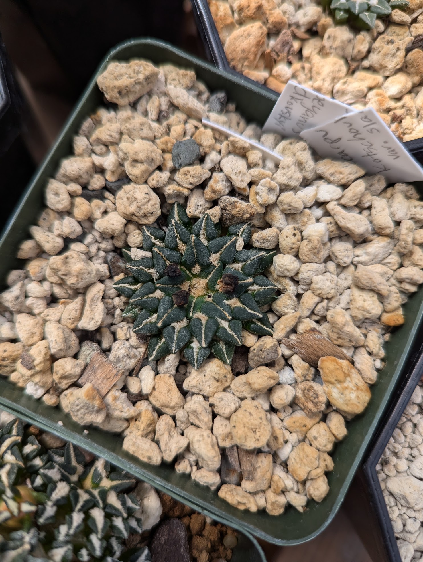 ario kotsch slad 8 28 24 ariocarpus kotschoubeyanus sladkovski