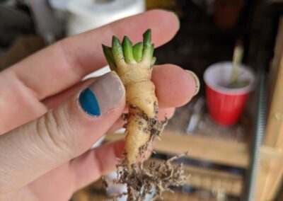 ariocarpus kotschoubeyanus root