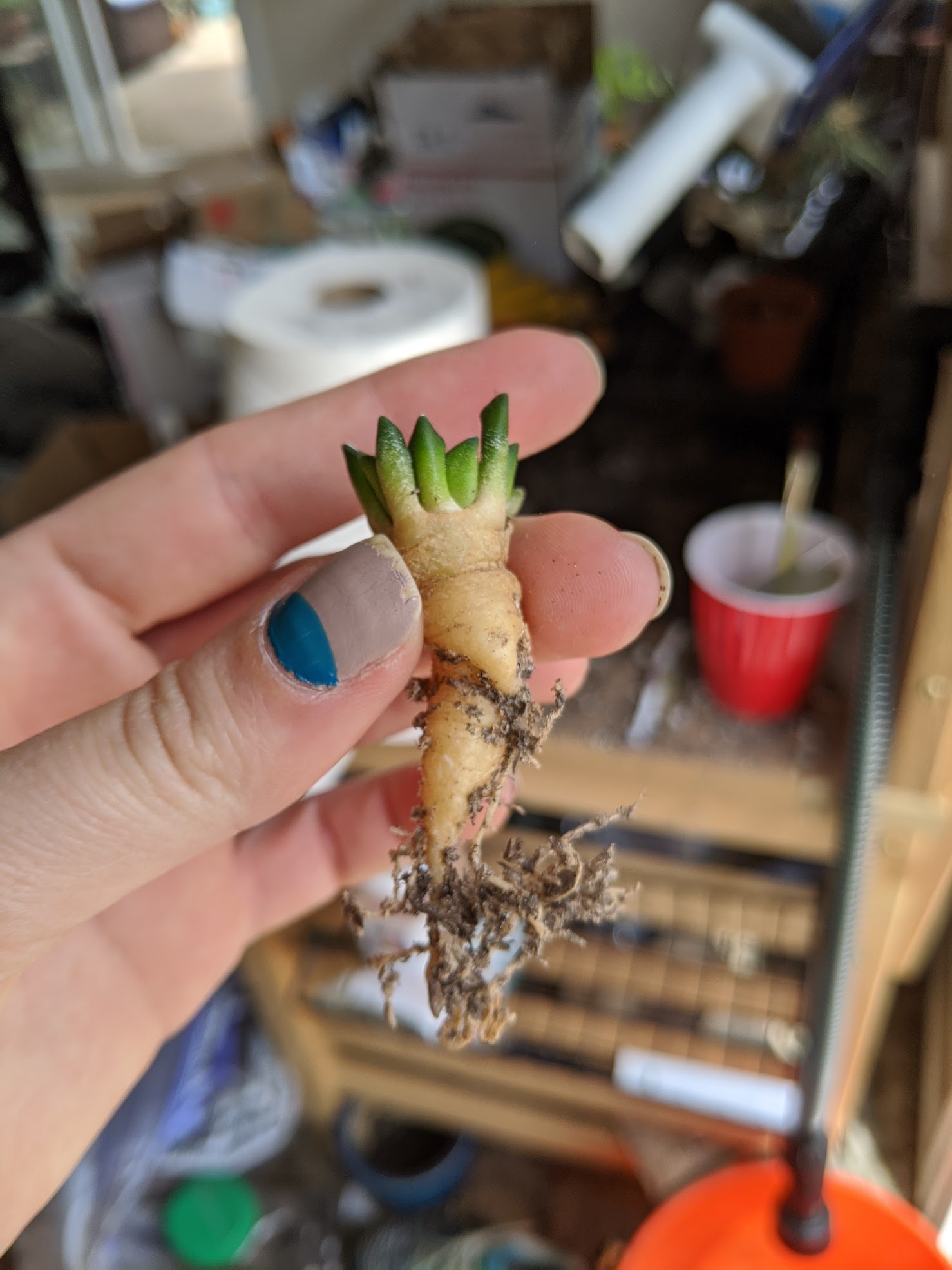 ario kotsch slad roots 3 21 20 ariocarpus kotschoubeyanus root