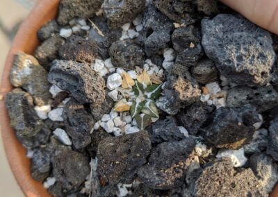 Ariocarpus kotschoubeyans sladkovskyi