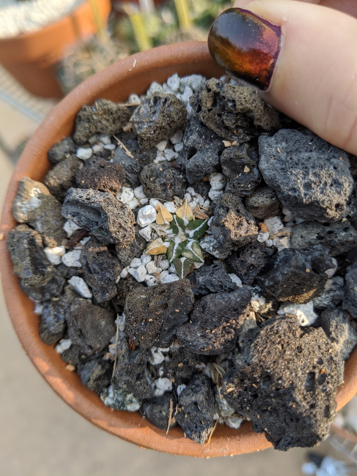 ario kotsch sunburn 9 12 20 Ariocarpus kotschoubeyans sladkovskyi
