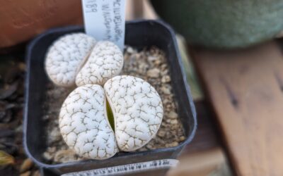 Growing Lithops gracilidelineata – a Textured Mesemb Gem